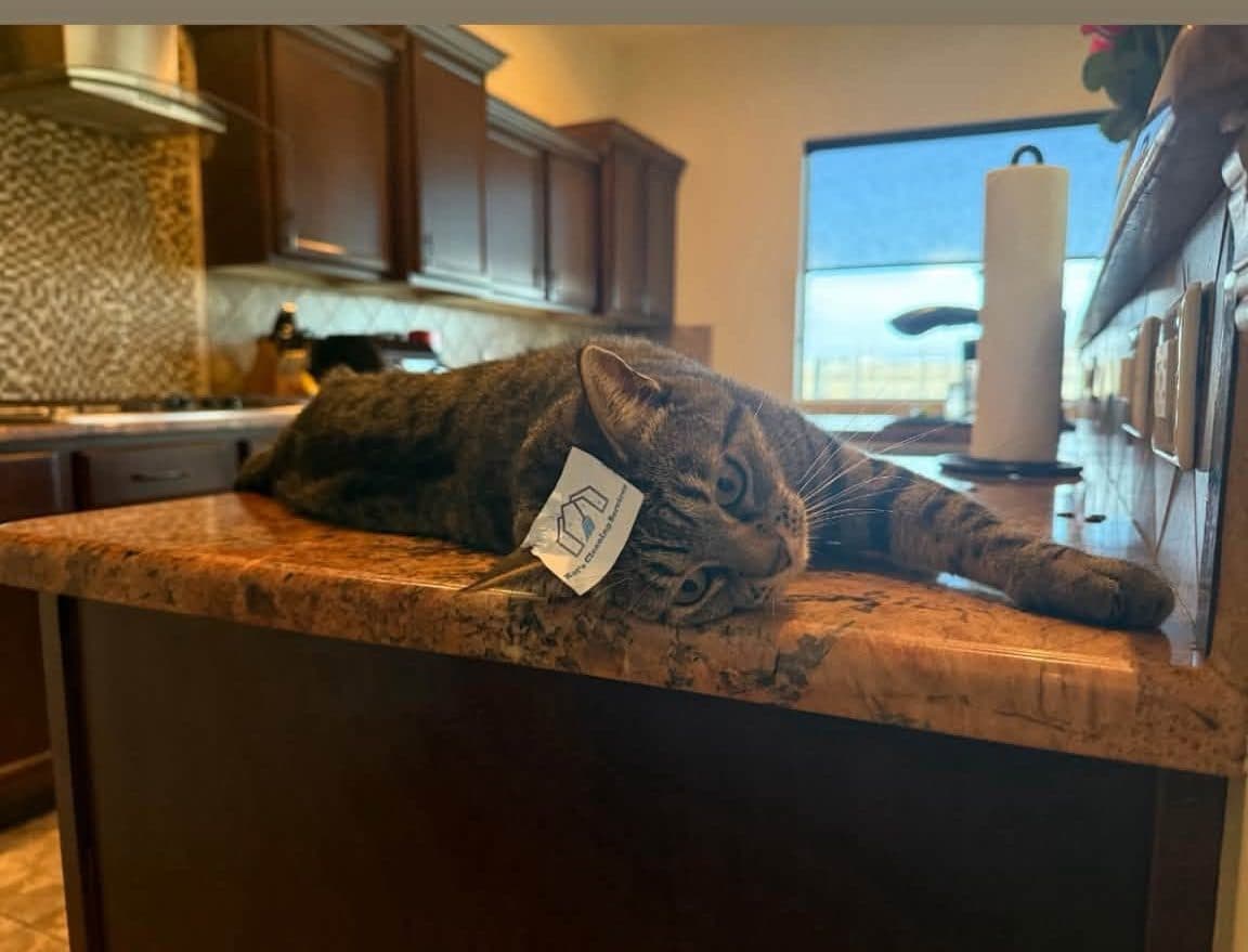 A client's cat lying on the kitchen counter while Kat's team cleans